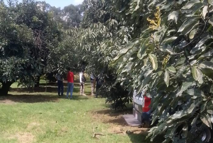 Cortador de aguacate muere electrocutado, en huerta de Los Reyes