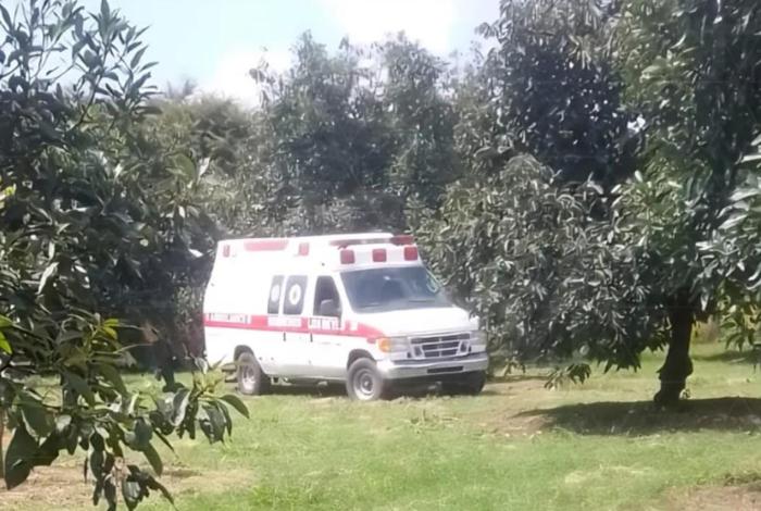 Cortador de aguacate pierde la vida a causa de una descarga eléctrica en Los Reyes