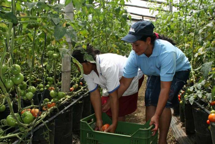 Cortadores de tomate logran mejoras laborales en California pese a redadas migratorias