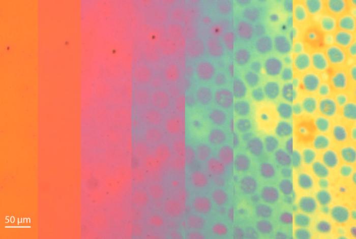 Crean piel sintética inspirada en el cambio de textura y color de los pulpos