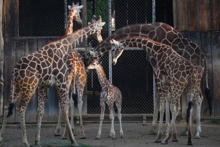 Cría de jirafa se integra por fin a la manada, en el zoo de Morelia