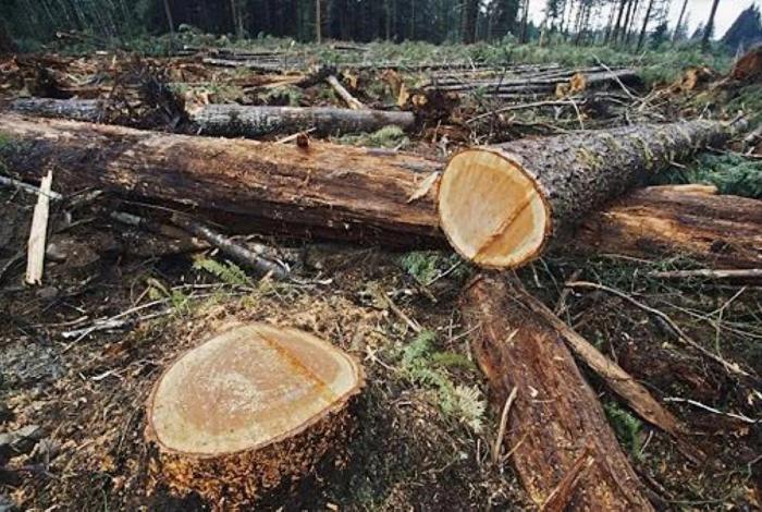 Crimen organizado detrás de tala ilegal en el sur-occidente de Michoacán: Secma