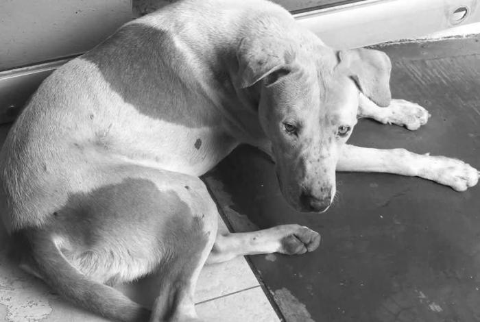 Crueldad contra los animales debe ser abordada como delito grave