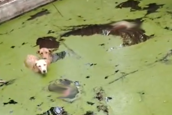 Crueldad en Zitácuaro: Lanzan a ocho perros a un pozo; seis murieron