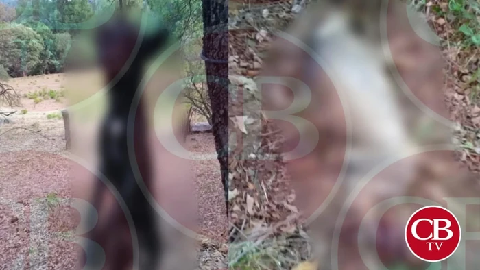 Cuelgan a perritos macheteados en árboles de Áporo