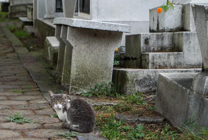 Cuidados y esterilizados, michis del Panteón