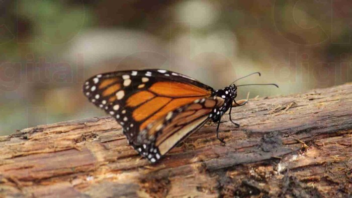 Cumplen 50 años los santuarios de la Mariposa Monarca, en Michoacán