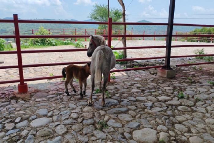 Cumplimenta FGE cateo en Arteaga y asegura cuatro ponys