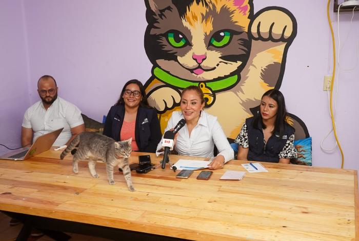 De enero a marzo, IMPA recibió 508 reportes de maltr4to animal en Morelia