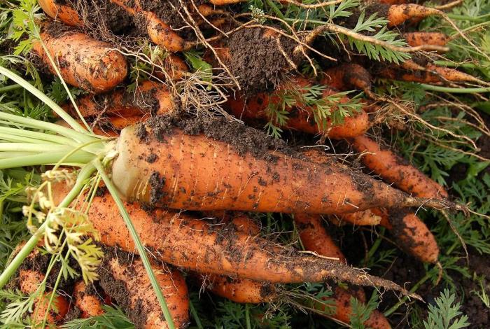 Decomisan metanfetamina oculta en zanahorias en la frontera entre México y EEUU
