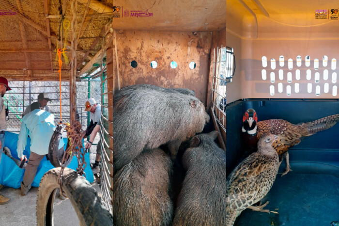 Decomisan nueve animales exóticos en centro turístico de Huetamo y los resguarda el Zoo de Morelia