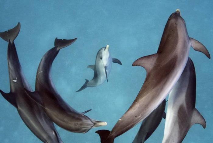 Delfines y marsopas presentan sustancias químicas procedentes de desechos electrónicos