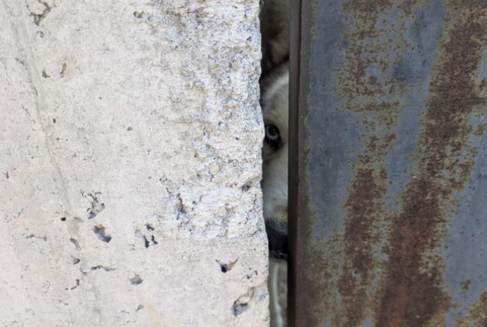 Denuncian maltrato animal en Valle de los Arcos