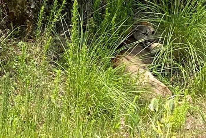 Desatan operativo por avistamiento de puma en Pátzcuaro
