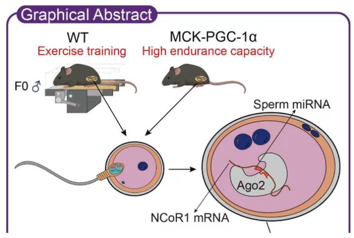 Describen cómo la tendencia a hacer ejercicio se trasmite de padres a hijos