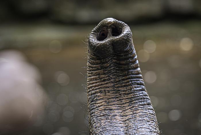 Descubierto, el secreto del fino sentido del tacto de la trompa del elefante
