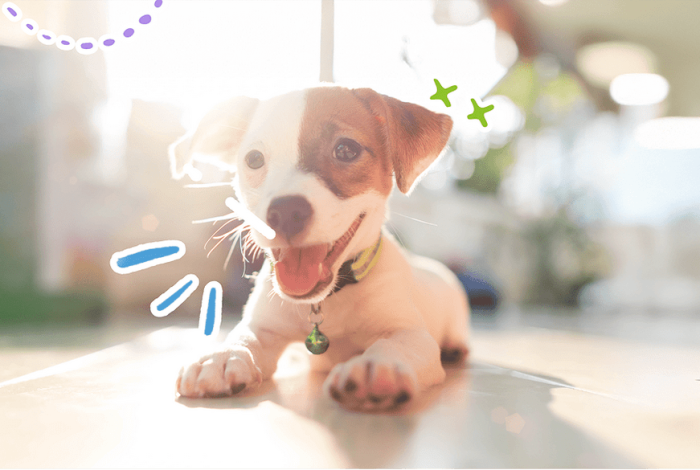 Descubre todo lo que necesitas saber para tu cachorro