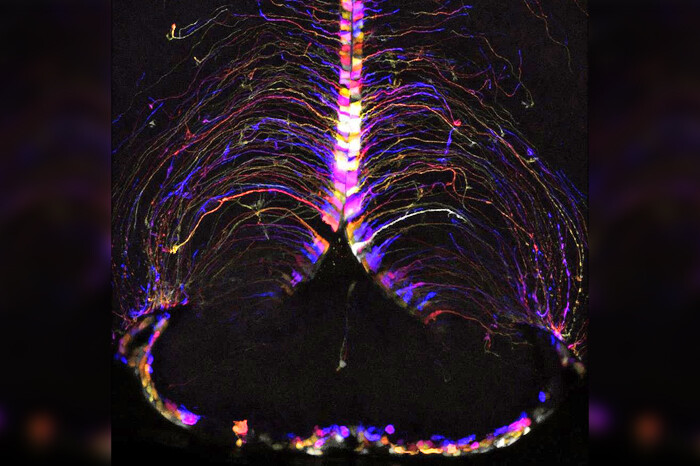 Descubren el ‘punto caliente’ del cerebro donde se produce el envejecimiento