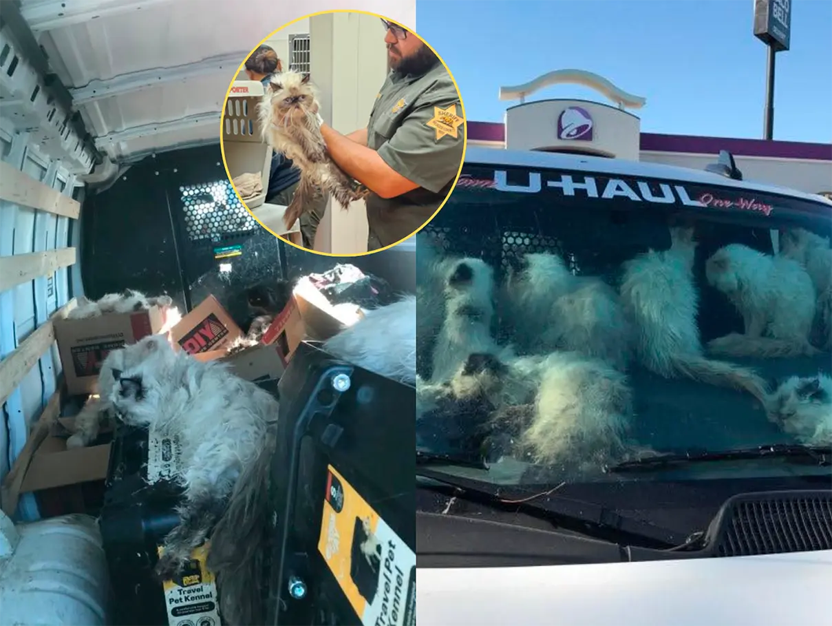 Descubren más 100 gatos abandonados dentro de una camioneta en California