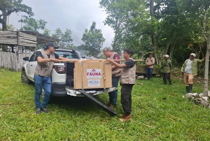 Desmantelan red de “huachicol” y aseguran 66 animales exóticos