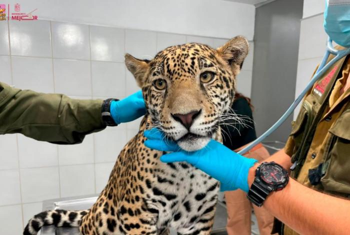 Destete prematuro y obesidad dañaron de forma permanente a jaguar decomisado en Michoacán