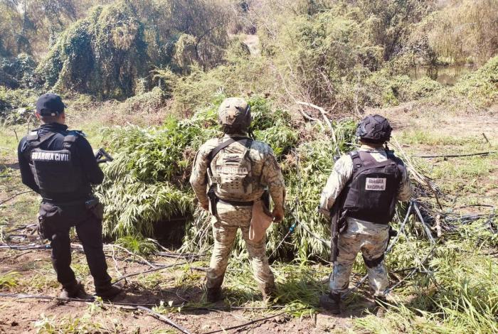 Destruy3n plantío de mar1huana en Buenavista