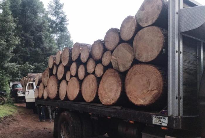 Detienen a 10 hombres con rollos de madera ilegal en tres vehículos, en Senguio