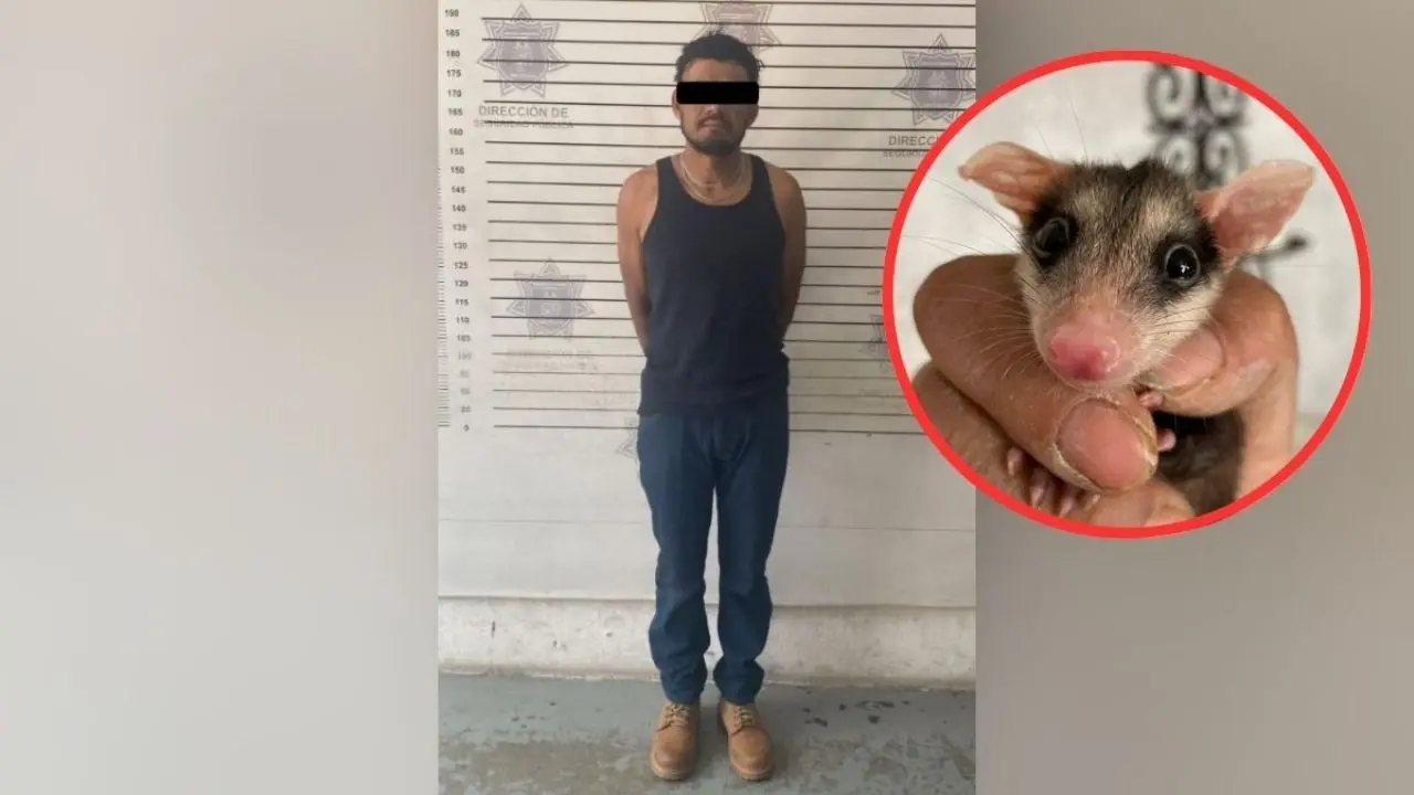 Detienen a un hombre por matar a pedradas a una familia de tlacuaches