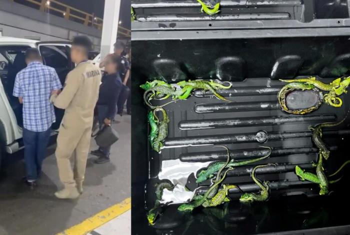 Detienen en CDMX a traficante que intenta transportar 300 reptiles a Japón