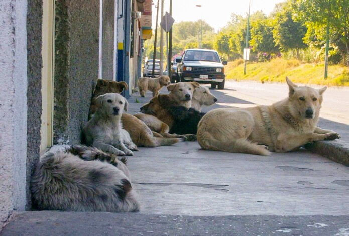 Día del Perro Callejero: urge conciencia sobre el maltrato animal en México