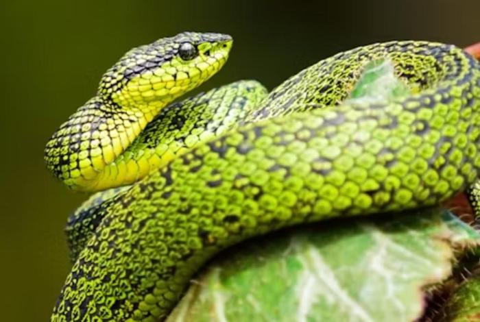 Día Mundial de la Serpiente – 16 de julio