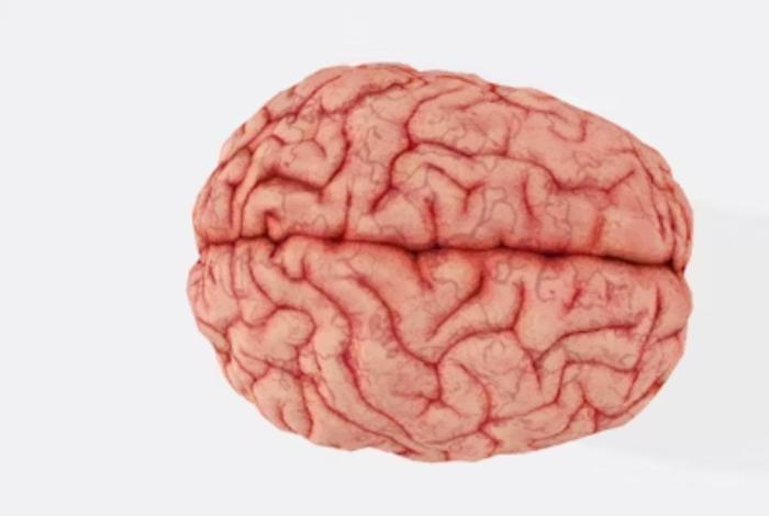 Día Mundial del Cerebro: Una fecha para cuidar el órgano que lo controla todo