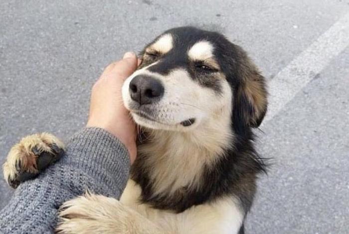 Día Mundial del Perro: asociaciones llaman a reflexionar sobre abandono y maltrato animal