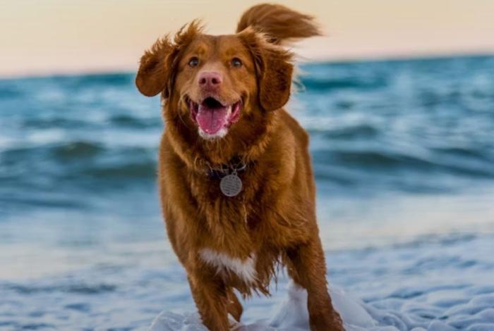 Día Mundial del Perro: una celebración al mejor amigo del ser humano