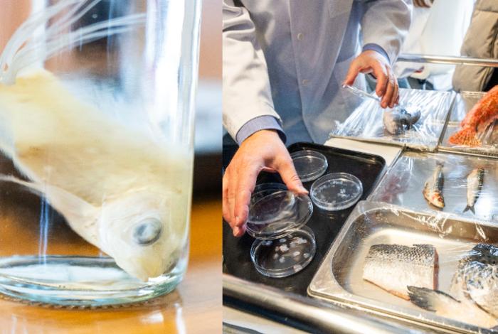 Diseñan un nuevo biotejido con escamas de peces como solución para regenerar córneas