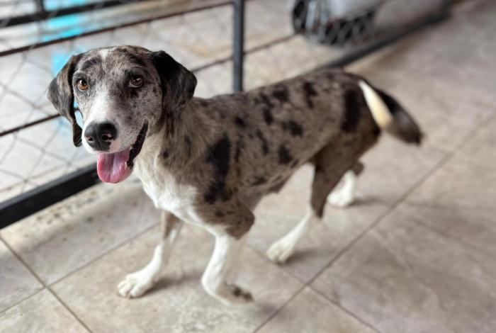 Domingo 11 de enero, primera feria de adopción 2026