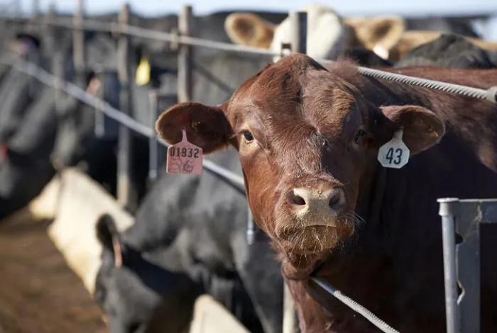 Economía de México podría contraerse por gusano barrenador