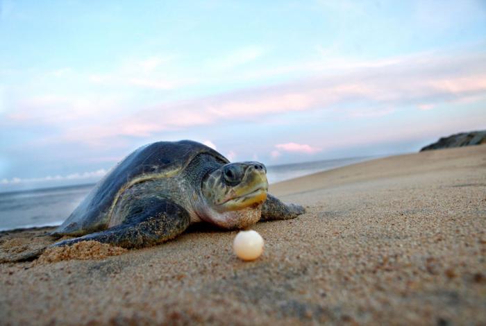 Ecosistemas marinos, el desafío para el mundo actual