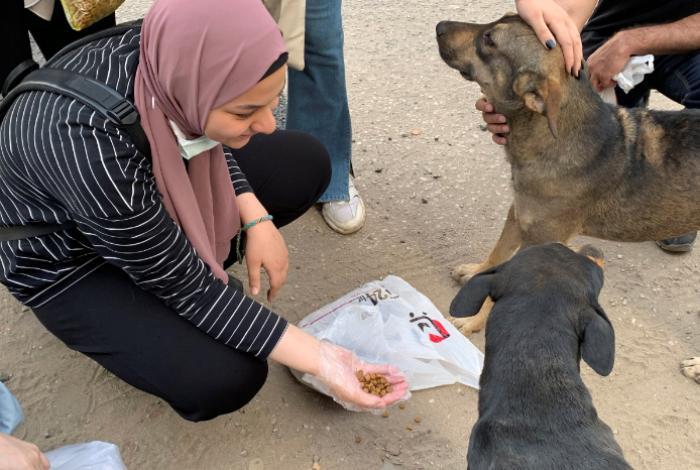 Egipto inicia campaña masiva de esterilización para evitar sacrificar a miles de perros callejeros