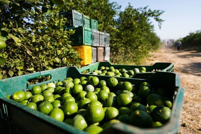 Ejército Mexicano despliega 860 elementos en Michoacán para cuidar a limoneros