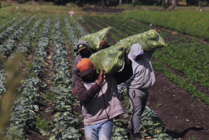 El 58 % de productores del campo en México sufrió pérdidas por factores climáticos en 2025