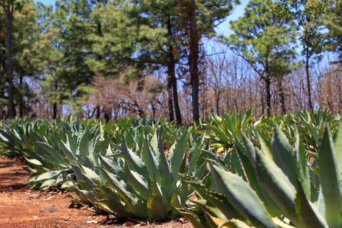 “El azul sustituye al verde”, alertan sobre el reemplazo del maíz por agave en Michoacán