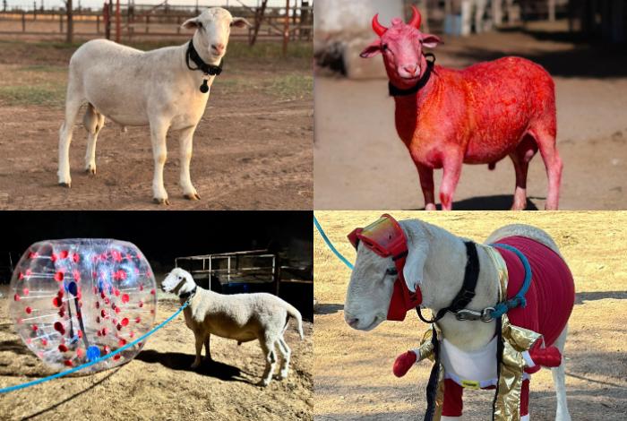 El Birrias, el borrego más viral de México, agendará visitas a su rancho para quien quiera desafiarlo