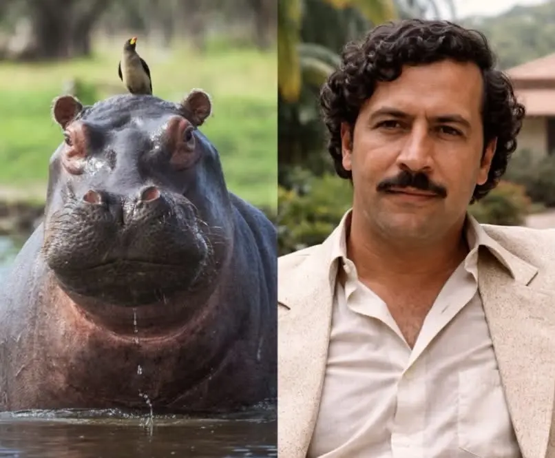 “El capricho de Escobar” termina en sacrificio: Colombia controlará población de hipopótamos