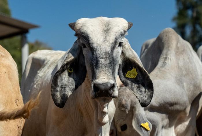 El caso de gusano barrenador en Michoacán, no afecta al sector: Sader