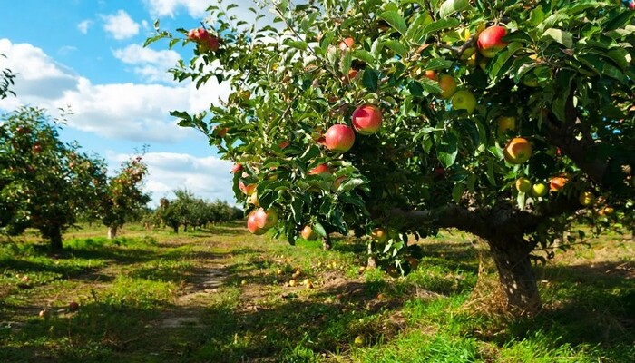 El fertilizante casero que es oro puro para los árboles frutales y se hace con dos ingredientes