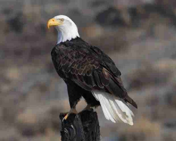 El Águila calva es oficialmente el ave nacional de Estados Unidos