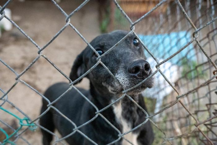 El IMPA invita a la Jornada de adopción “Primavera con amor”