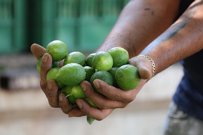 El kilo de limón, en 4 pesos en Tianguis Limonero de Apatzingán