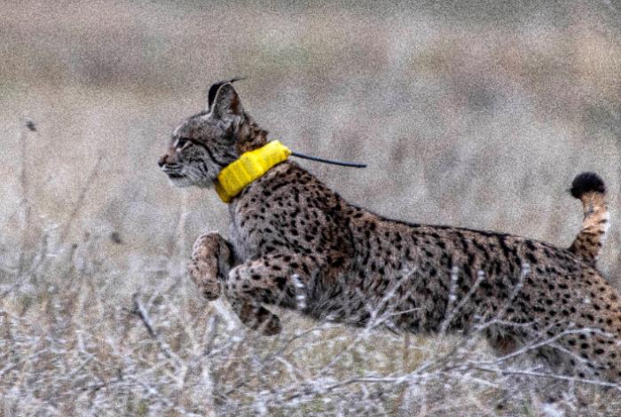 El lince ibérico consolida su recuperación con 12 nuevas camadas en centros de cría